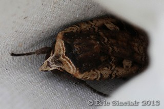 Large Yellow Underwing